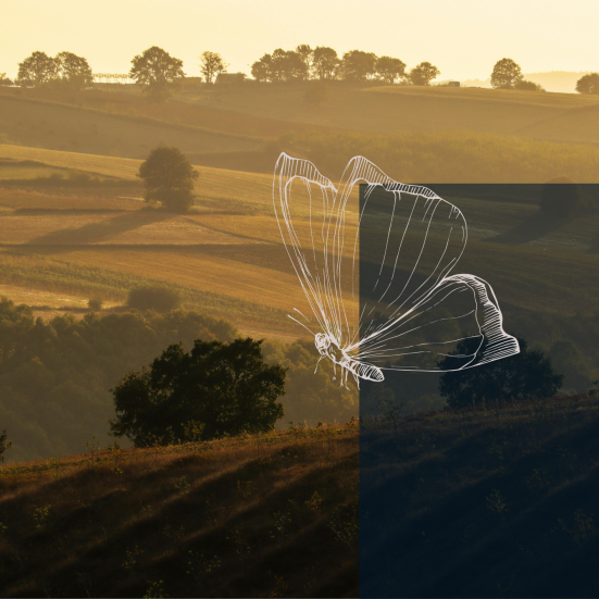 Bakker i efterårsfarver og sommerfugl i stregtegning